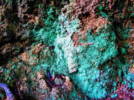 La fantasía de los líquenes.