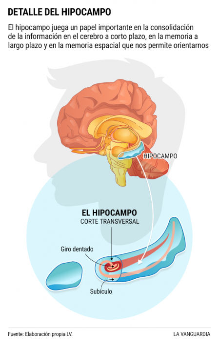 Hipocampo en el cerebro