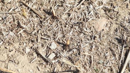 Tierra de secano en el Urgell.