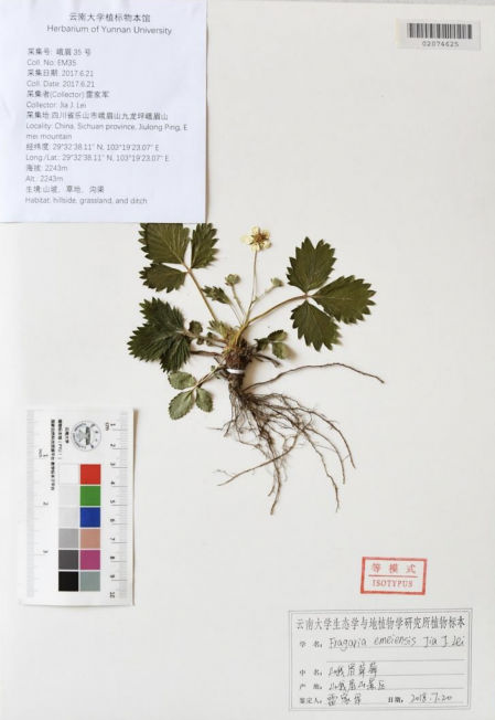 La nueva especie descubierta de fresas silvestres, Fragaria emeiensis