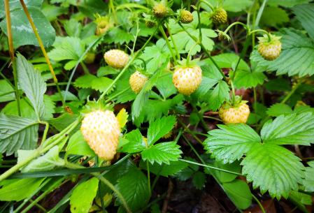 Fresas blancas de la especie Fragaria vesca