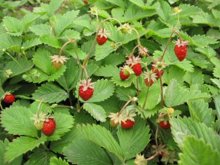 Fresas rojas de la especie Fragaria vesca, sin mutación en el gen MYB10