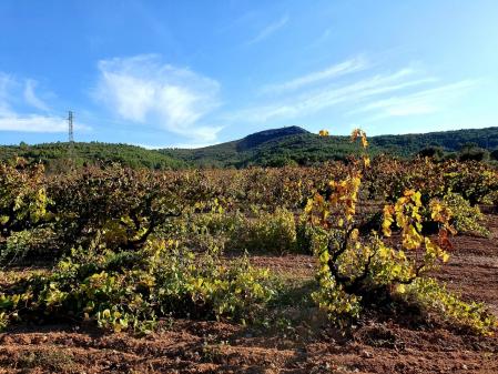 Viñas viejas y, al fondo, la montaña del Papiol.