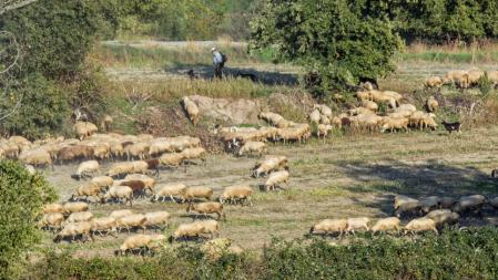 Pastando en los campos secos de Manlleu.