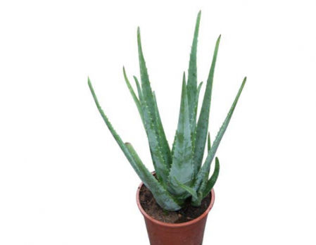 Aloe vera.