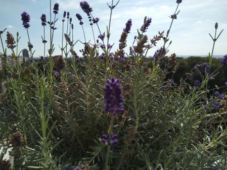 Madrid vista a través de las plantas de la terraza.