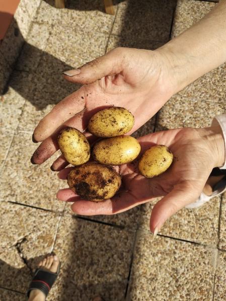 Cosecha doméstica de patatas.