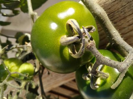 Tomate de gran tamaño en la cosecha de casa.