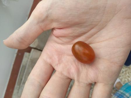 El huerto de casa es una puerta a la naturaleza en plena ciudad.