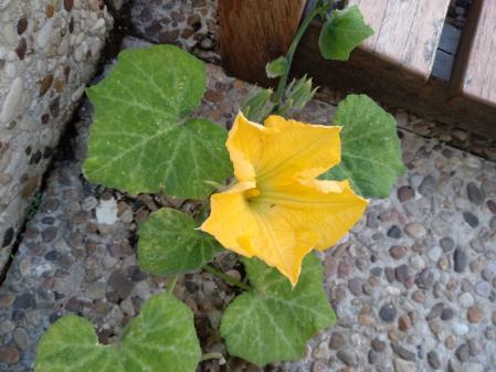 Las plantas parecen crecer ahora incluso del suelo de la terraza.