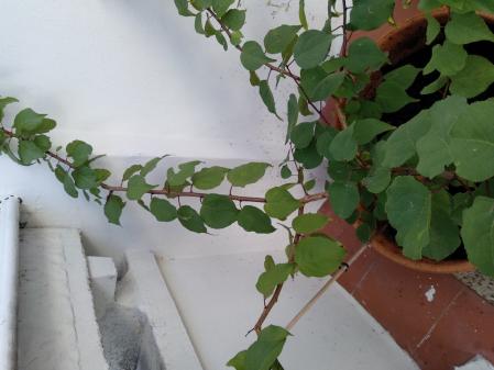 Árboles y plantas han brotado tras la borrasca.