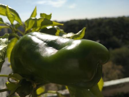 Cosecha en el balcón.