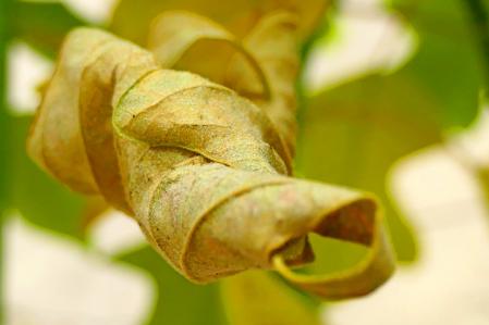 Hojas secas de otoño.