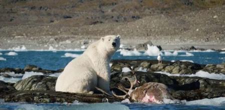 Un grupo de biólogos que se encontraba en el archipiélago noruego de Svalbard, ha sido sorprendido por una escena atípica: un oso polar cazando un reno en el agua y comiéndoselo.