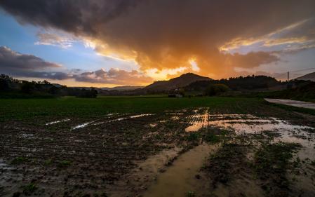 Por fin llega la lluvia a los campos.