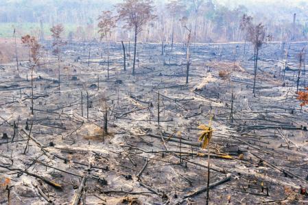 Deforestación de la amazonia está motivada en muchas ocasiones en el interés por dedicar las tierras a la ganadería o la agricultura, pese a su escasa productividad en estas actividades  .