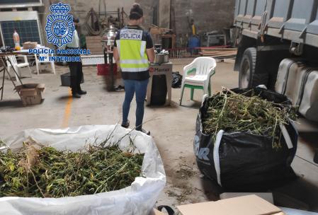 Incautación de marihuana en una finca de Pineda de Mar
