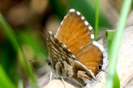 Mariposa del geranio.
