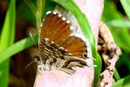 Mariposa del geranio.