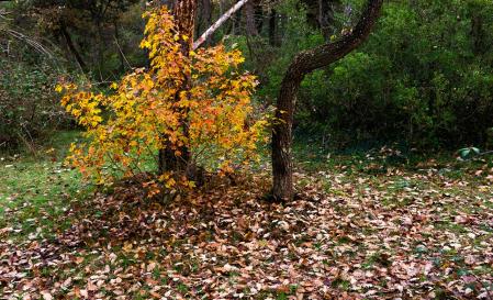 Otoño en Sant Bartomeu del Grau.