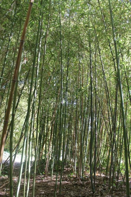 Bosque de bambú en los jardines del Palau Reial de Pedralbes en Barcelona.