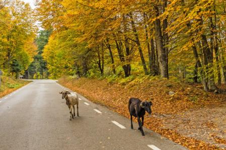 Otoño en el Montseny.