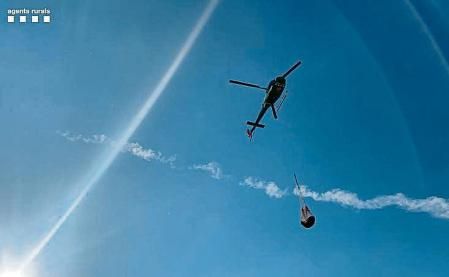 Agentes rurales trasladando terneros en helicóptero