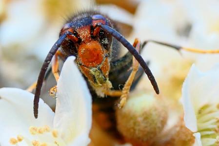 Festín de néctar de la avispa asiática.