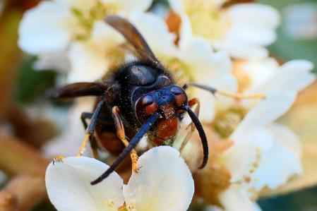 Festín de néctar de la avispa asiática.