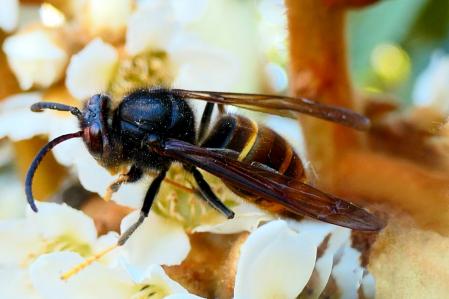 Festín de néctar de la avispa asiática.