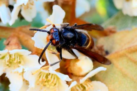 Festín de néctar de la avispa asiática.