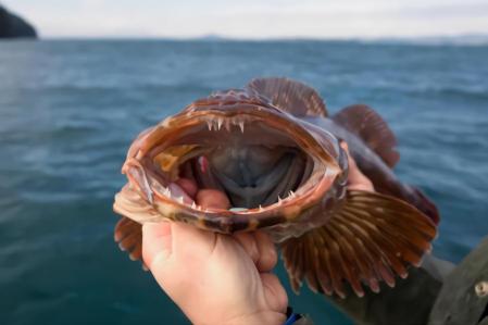 Las fauces de este tipo de bacalao