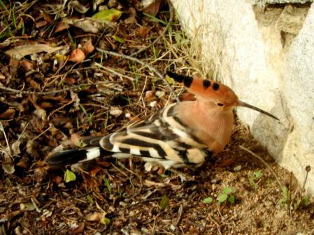 Abubilla fotografiada en el monasterio de Pedralbes antes de emigrar a África.