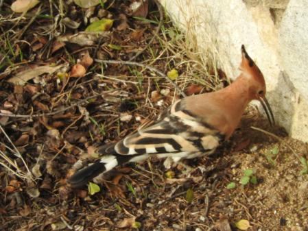 Abubilla fotografiada en el monasterio de Pedralbes antes de emigrar a África.