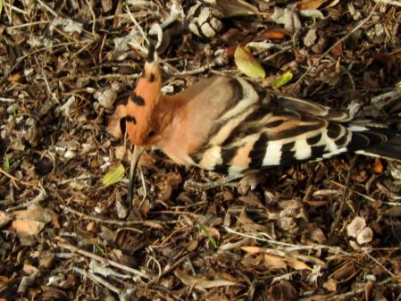 Abubilla fotografiada en el monasterio de Pedralbes antes de emigrar a África.
