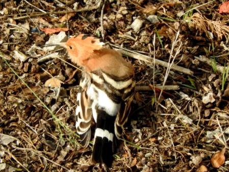 Abubilla fotografiada en el monasterio de Pedralbes antes de emigrar a África.