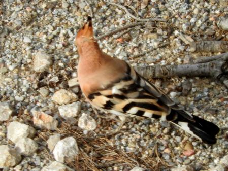 Abubilla fotografiada en el monasterio de Pedralbes antes de emigrar a África.