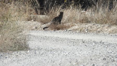 El gato, en detalle.