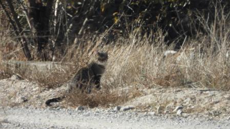 El gato, en detalle.