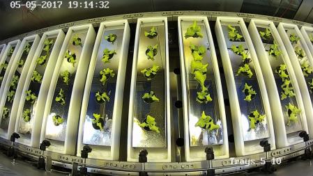 Cultivo de lechugas en la cámara superior de plantas de la Planta Piloto MELiSSA