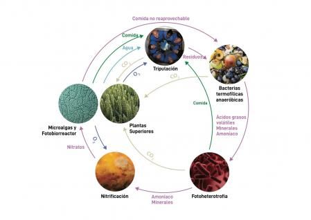 Fases del ciclo cerrado de autosuficiencia de la tripulación con cultivo de plantas y gestión de residuos y gases