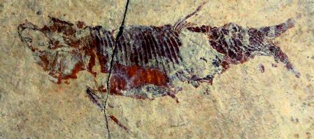 Restos fósiles de un pez recuperado del yacimiento de Odèn