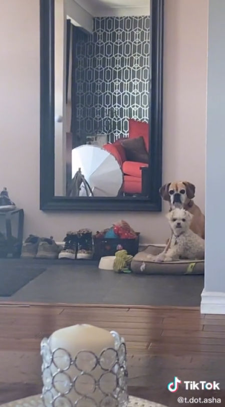 Descripción de la imagen