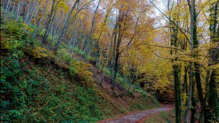 Otoño en el Cabrerès.