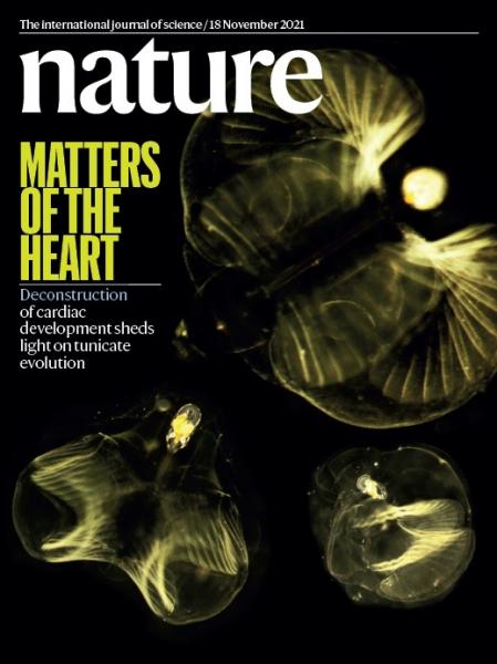 'Asuntos del corazón', el artículo que habla de la pérdida de genes del desarrollo de la faringe y el corazón del grupo de la UB protagoniza la portada de Nature