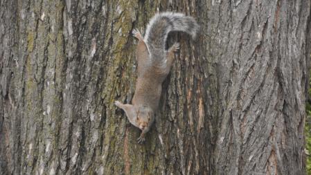 La curiosa ardilla de la pineda de la playa de Gavà.