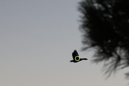 La cámara puede confundirse si un ave a punto de pasar por una zona con vegetación, en situaciones como esta es interesante enfocar mirando al motivo que vamos a fotografiar.