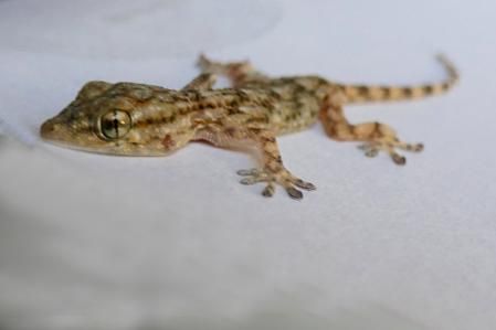 Salamanquesa retratada en el monasterio de Pedralbes.