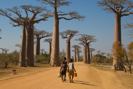 La avenida de los Baobabs está declarada monumento nacional
