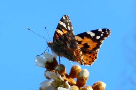 Vanessa atalanta en los jardines del monasterio de Pedralbes.